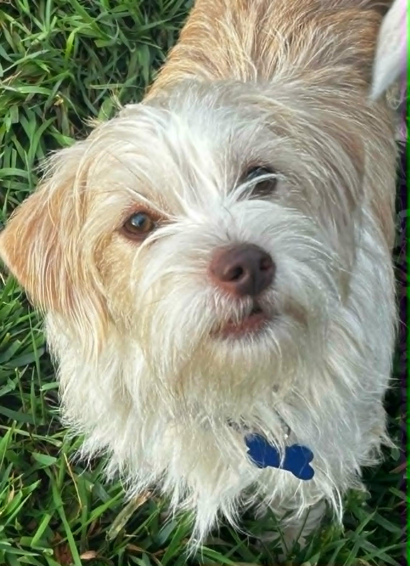 Cayenne, adopted, Adult Female Terrier.