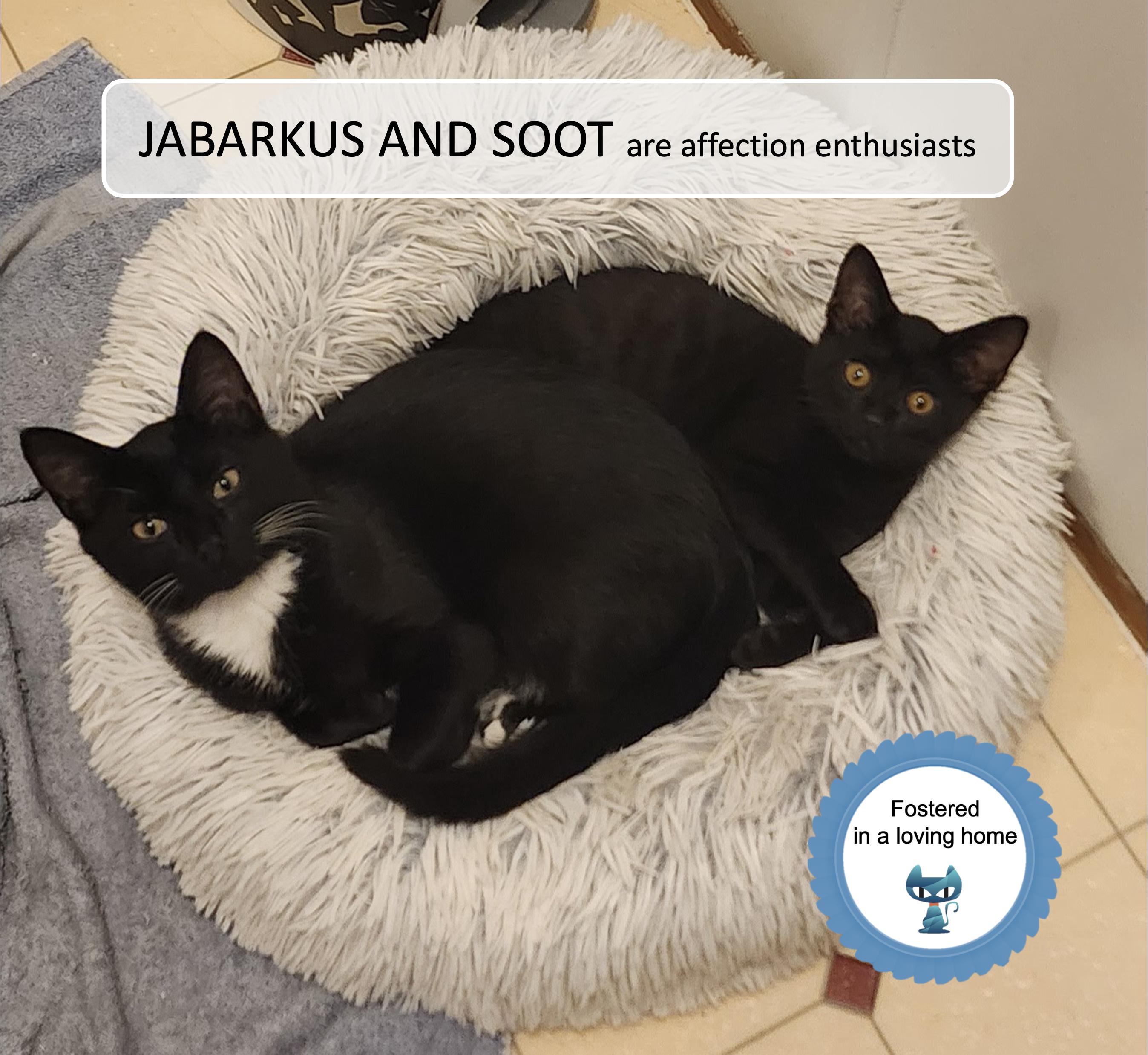 JaBarkus and Soot, ADOPTABLE, Kitten Male Domestic Short Hair.