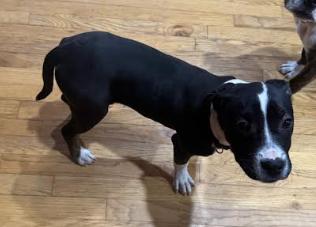 Enlarge Tot, an adoptable mixed breed in Marengo, IL image 3/3