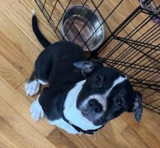 Enlarge Tot, an adoptable mixed breed in Marengo, IL image 1/3