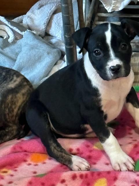 Enlarge Tot, an adoptable mixed breed in Marengo, IL image 2/3