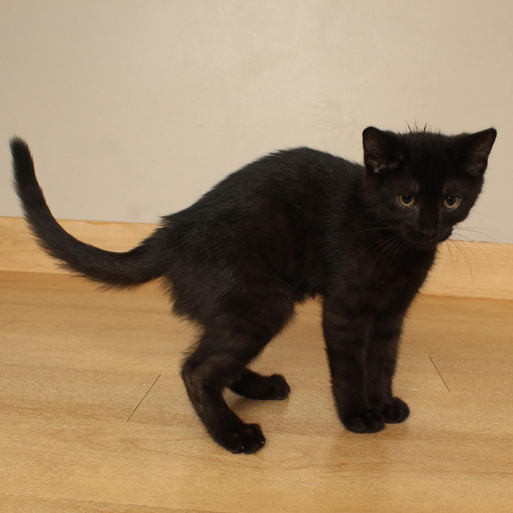 Enlarge Cloudy C70764, a Adoptable Domestic Short Hair in Minnetonka, MN image 1/2