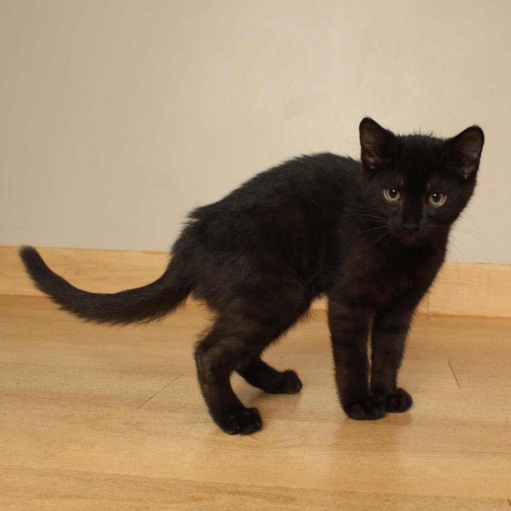 Enlarge Cloudy C70764, a Adoptable Domestic Short Hair in Minnetonka, MN image 2/2