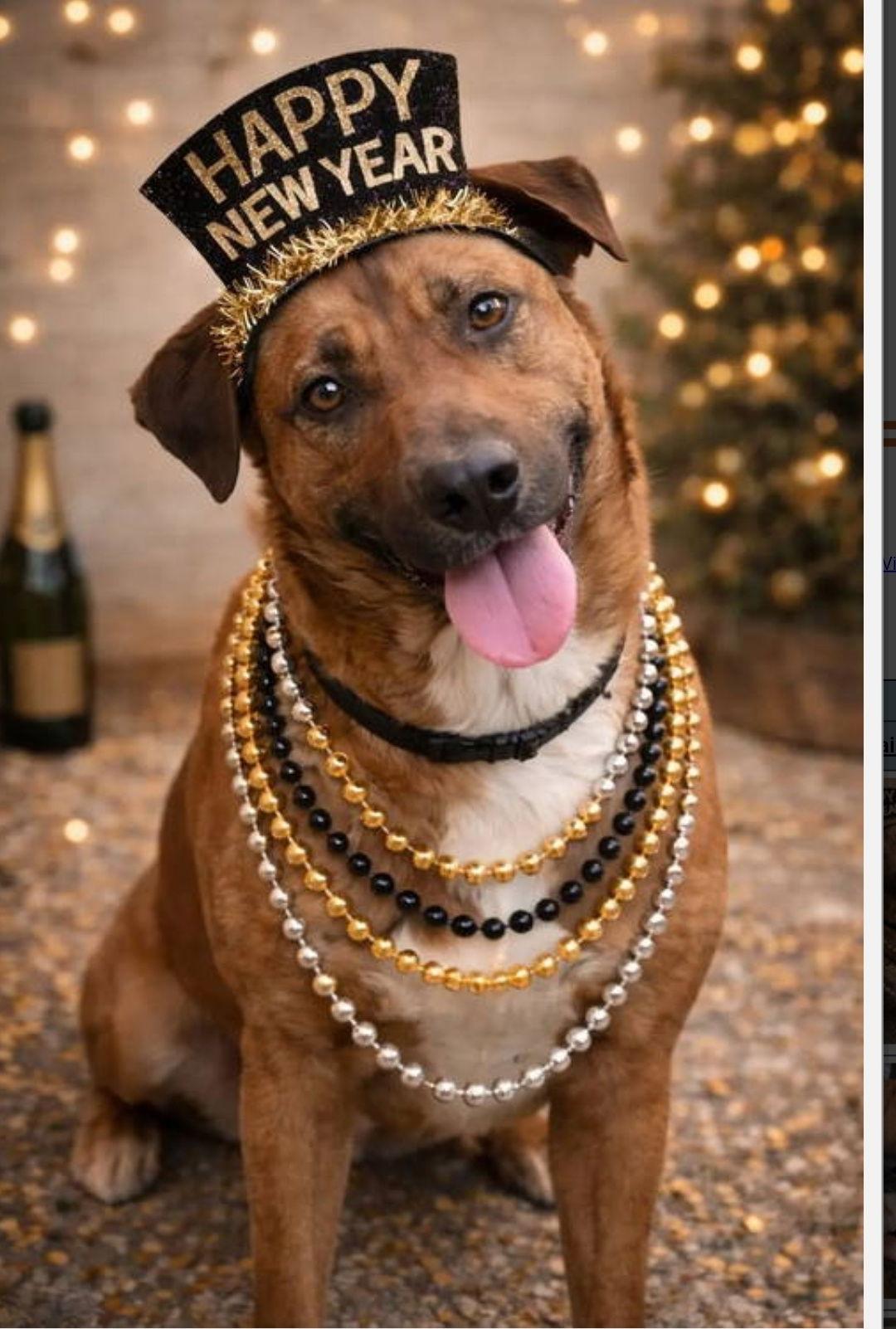 Enlarge Dunson, a Adoptable mixed breed in Westminster, MD image 1/3