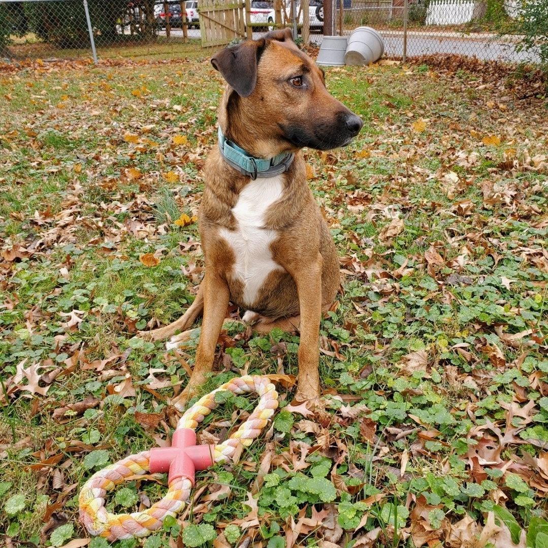 Dunson, a Adoptable mixed breed in Westminster, MD image 3/3