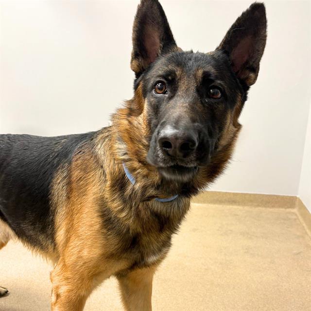 Enlarge GUNNER, a Adoptable German Shepherd Dog in Aurora, CO image 1/1