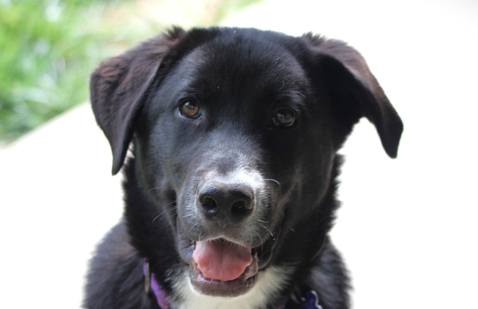 Hugo - MEET ME @ PETCO 5/2!, Adoptable, Puppy Male Great Pyrenees & Border Collie.