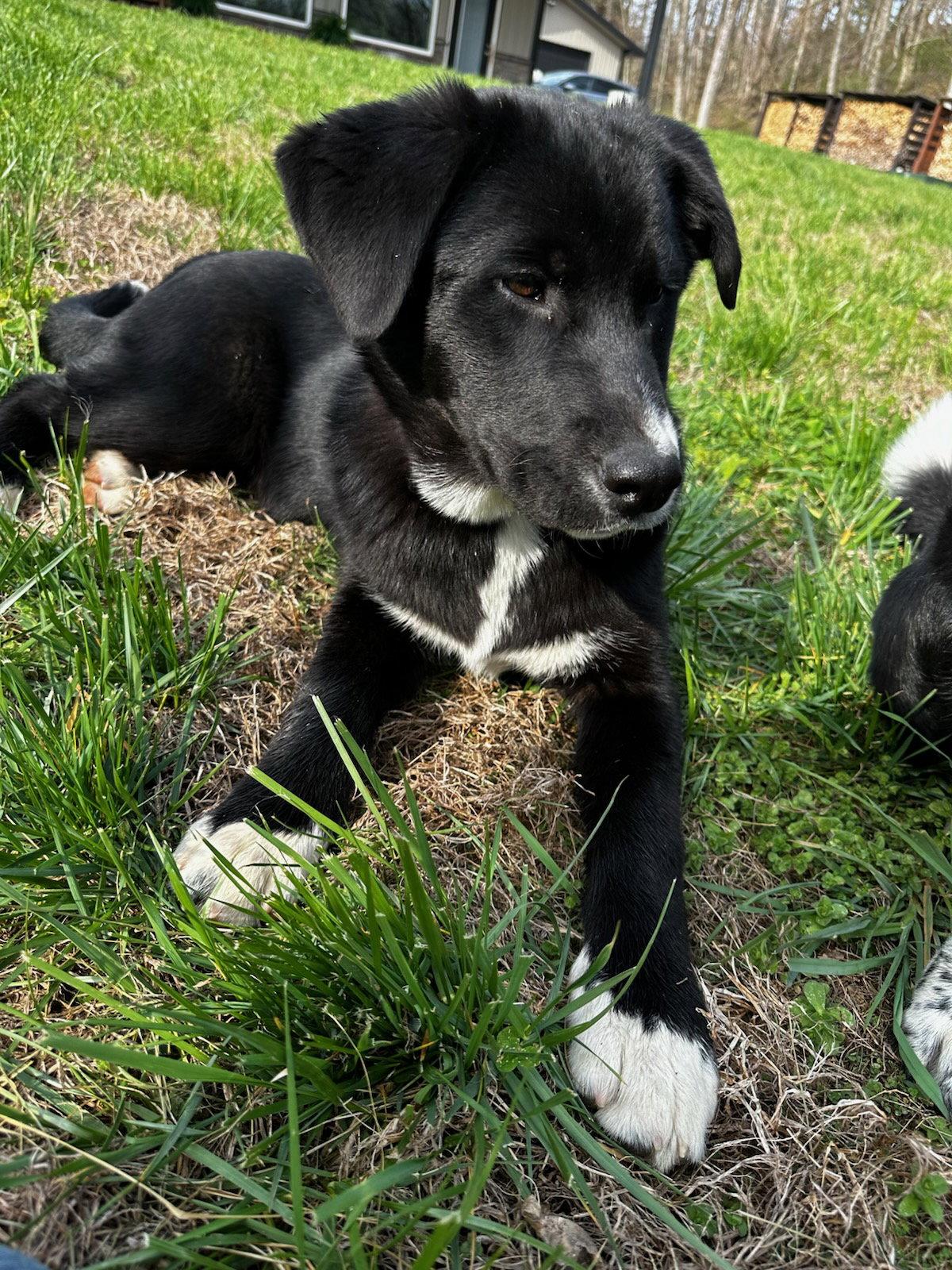 Enlarge Hugo - MEET ME @ PETCO 5/2!, a Adoptable mixed breed in Cookeville, TN image 2/3