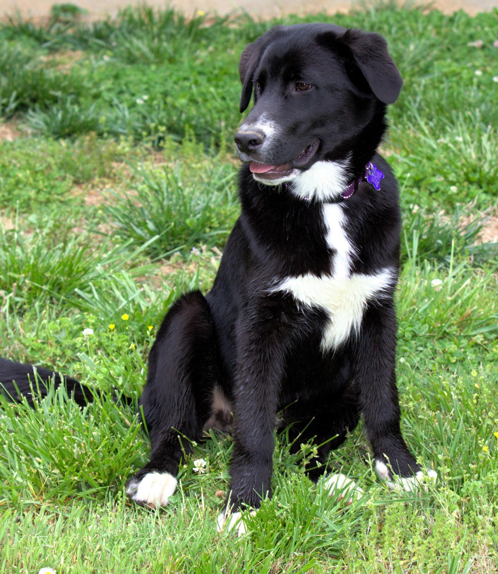 Enlarge Hugo - MEET ME @ PETCO 5/2!, a Adoptable mixed breed in Cookeville, TN image 3/3