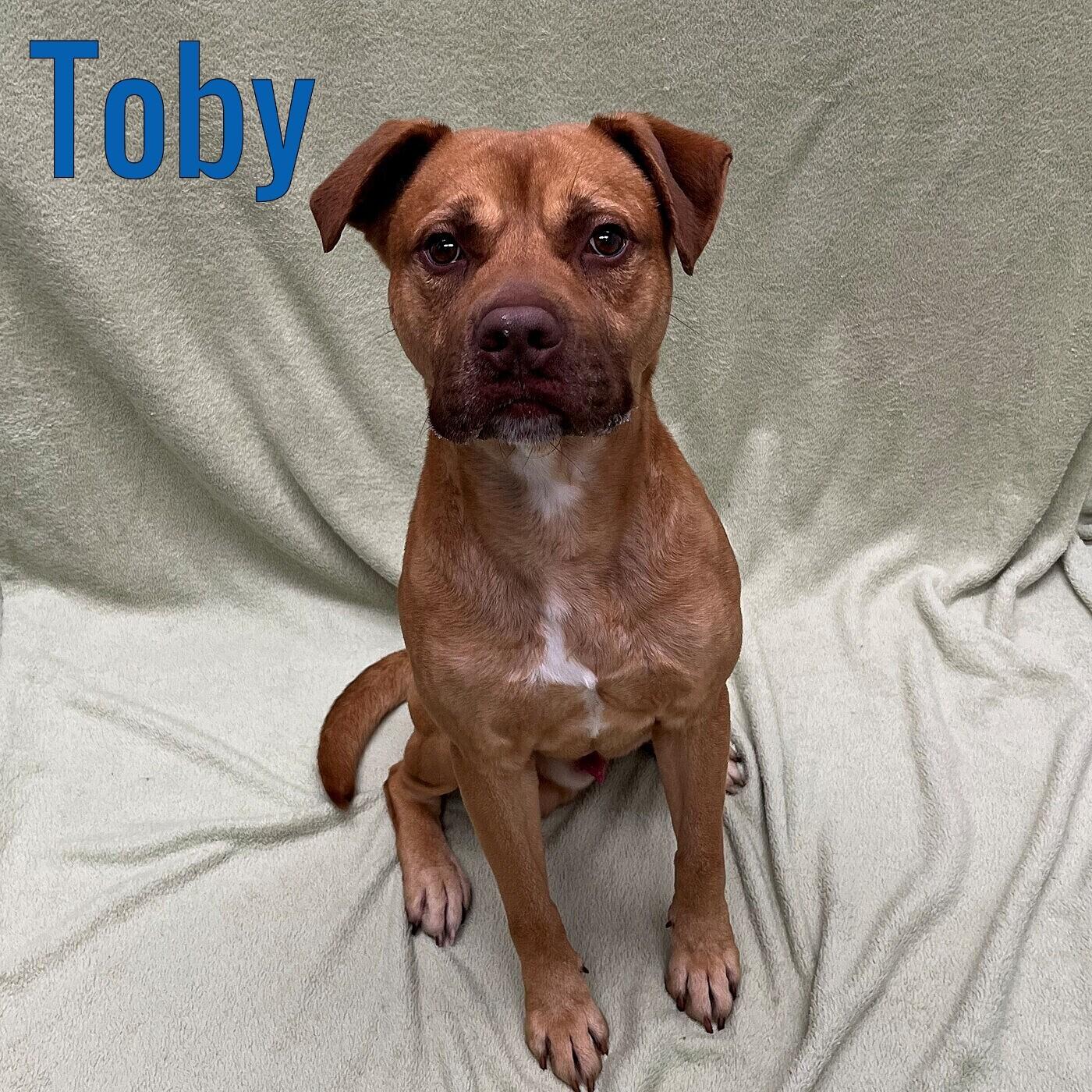 Enlarge Toby, a Adoptable mixed breed in Pleasantville, NJ image 1/1