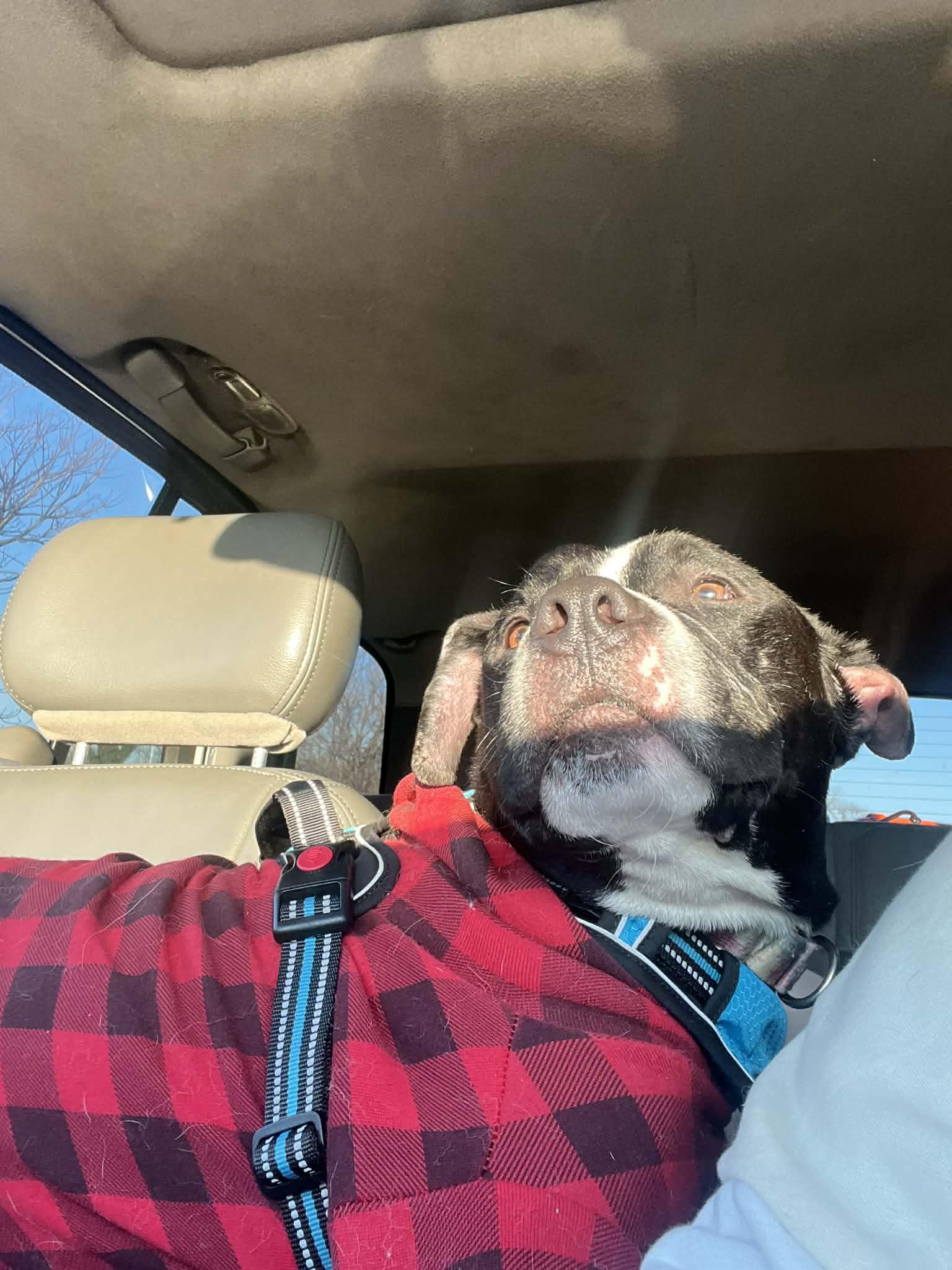 Enlarge Chopper , a ADOPTABLE Pit Bull Terrier in Levittown, NY image 3/5