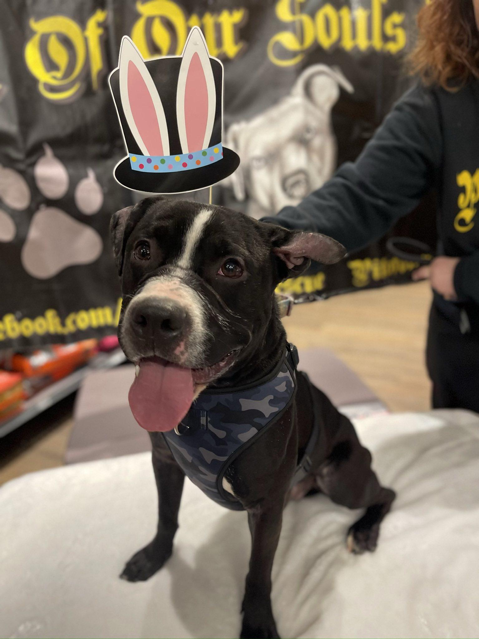 Enlarge Chopper , a ADOPTABLE Pit Bull Terrier in Levittown, NY image 1/5