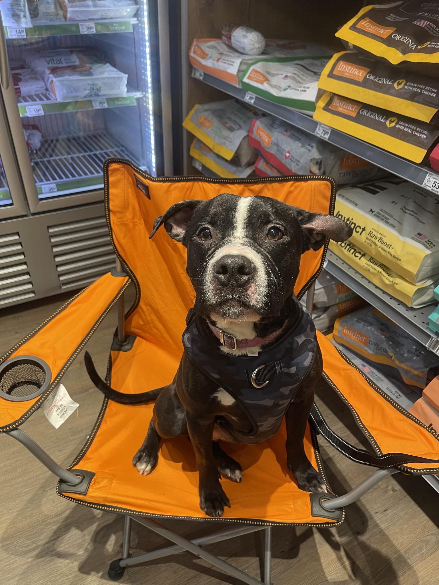 Enlarge Chopper , a ADOPTABLE Pit Bull Terrier in Levittown, NY image 2/5
