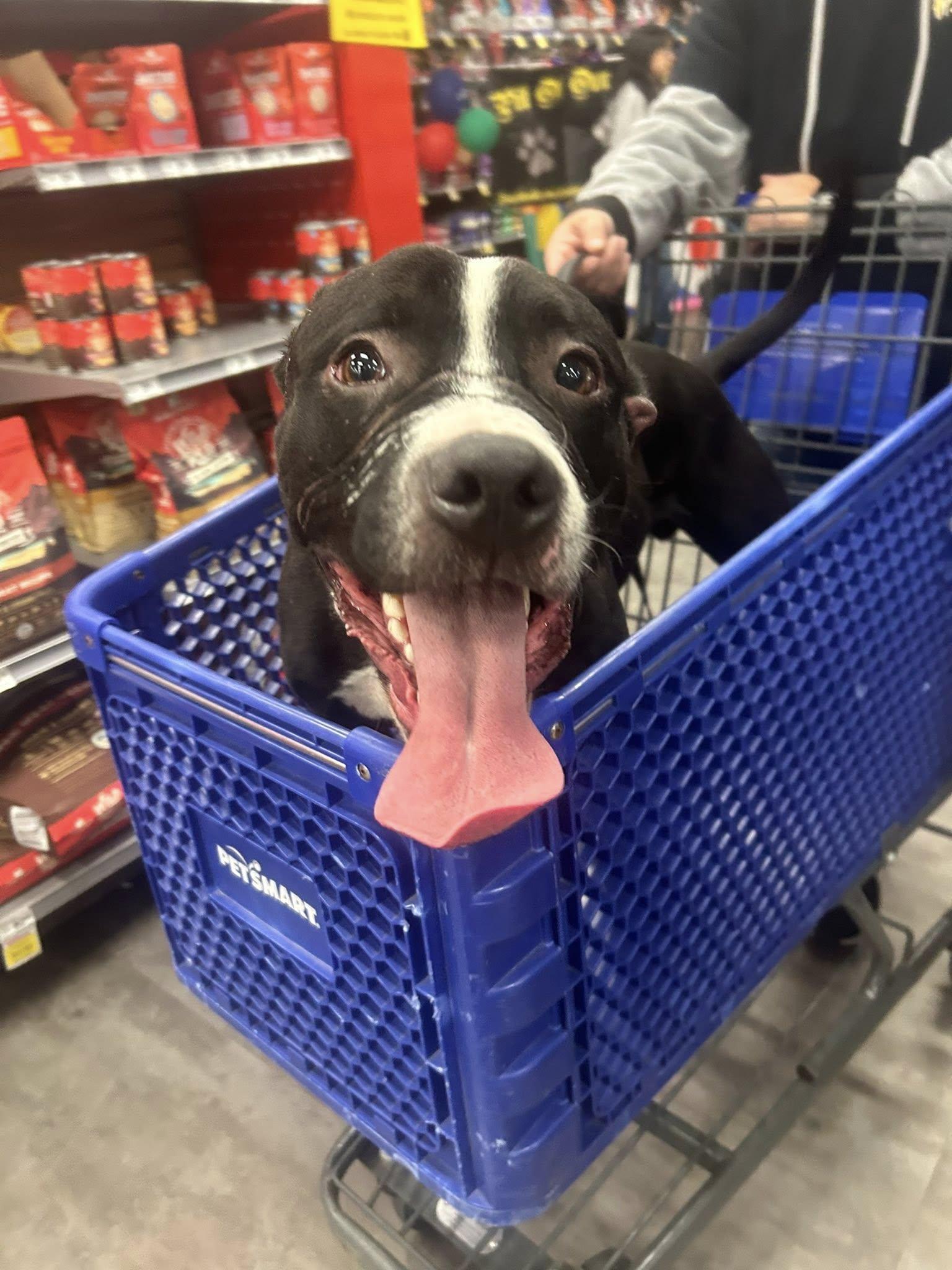Enlarge Chopper , a ADOPTABLE Pit Bull Terrier in Levittown, NY image 4/5