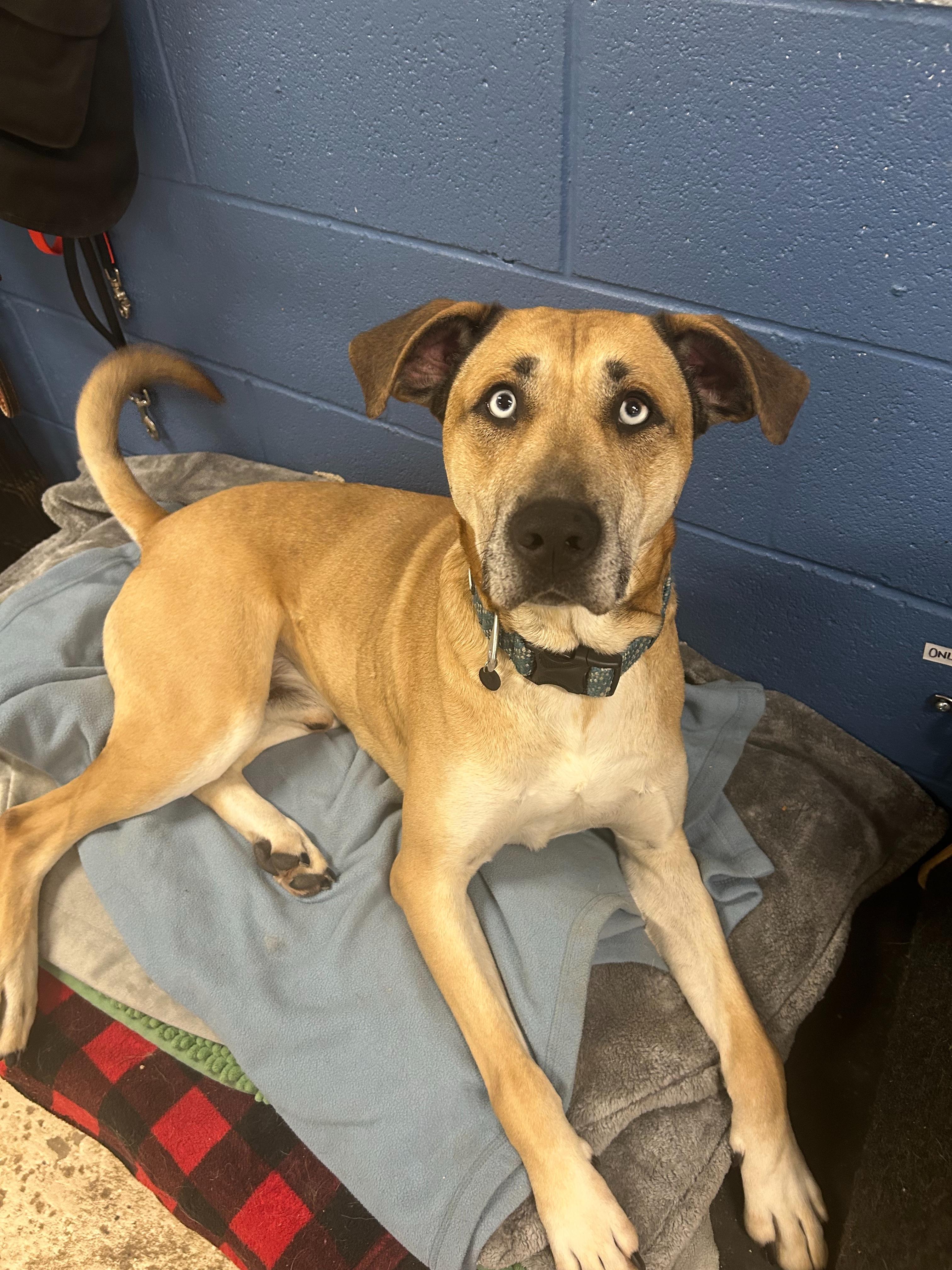 Appa, a ADOPTABLE mixed breed in Indianapolis, IN image 3/4