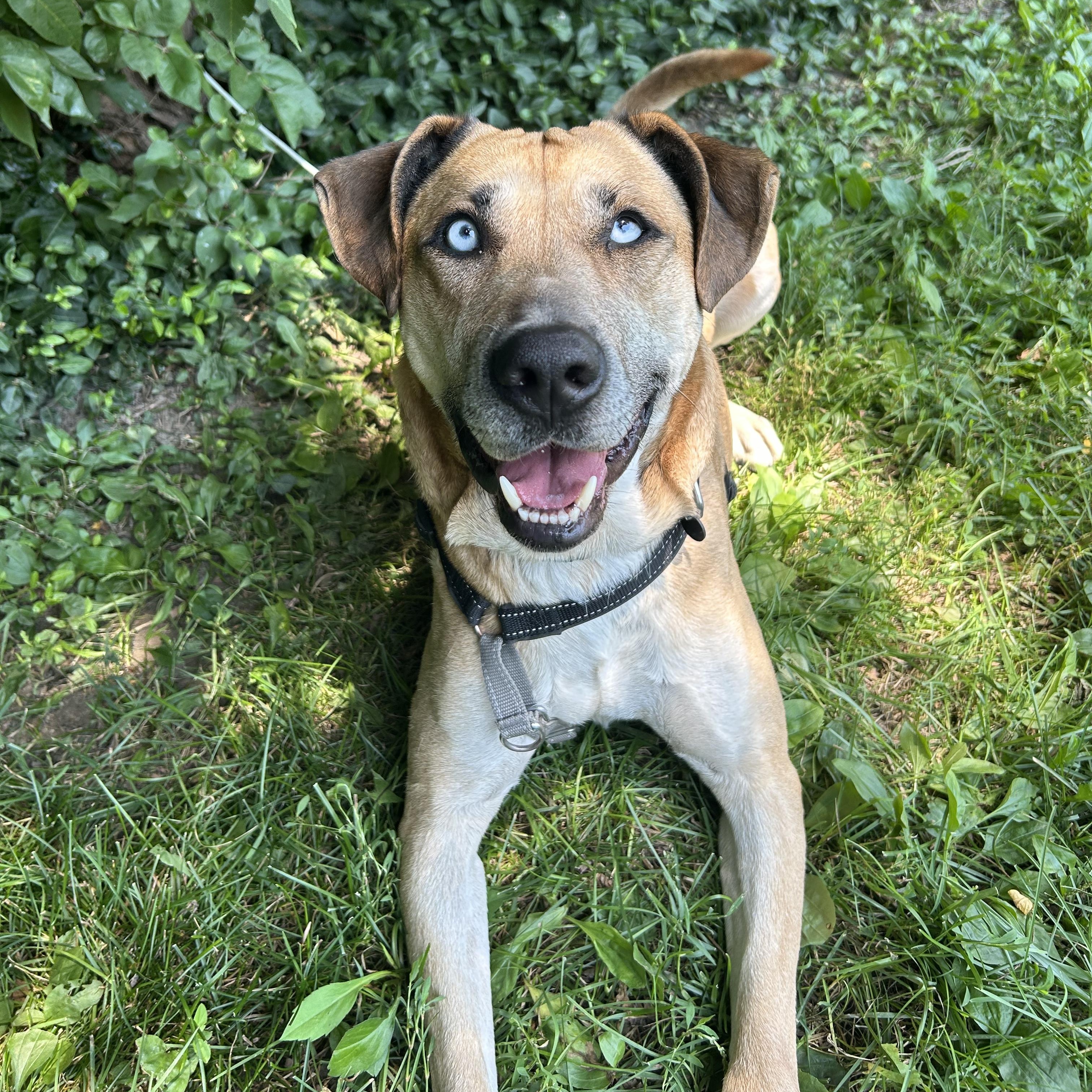 Appa, a ADOPTABLE mixed breed in Indianapolis, IN image 2/4