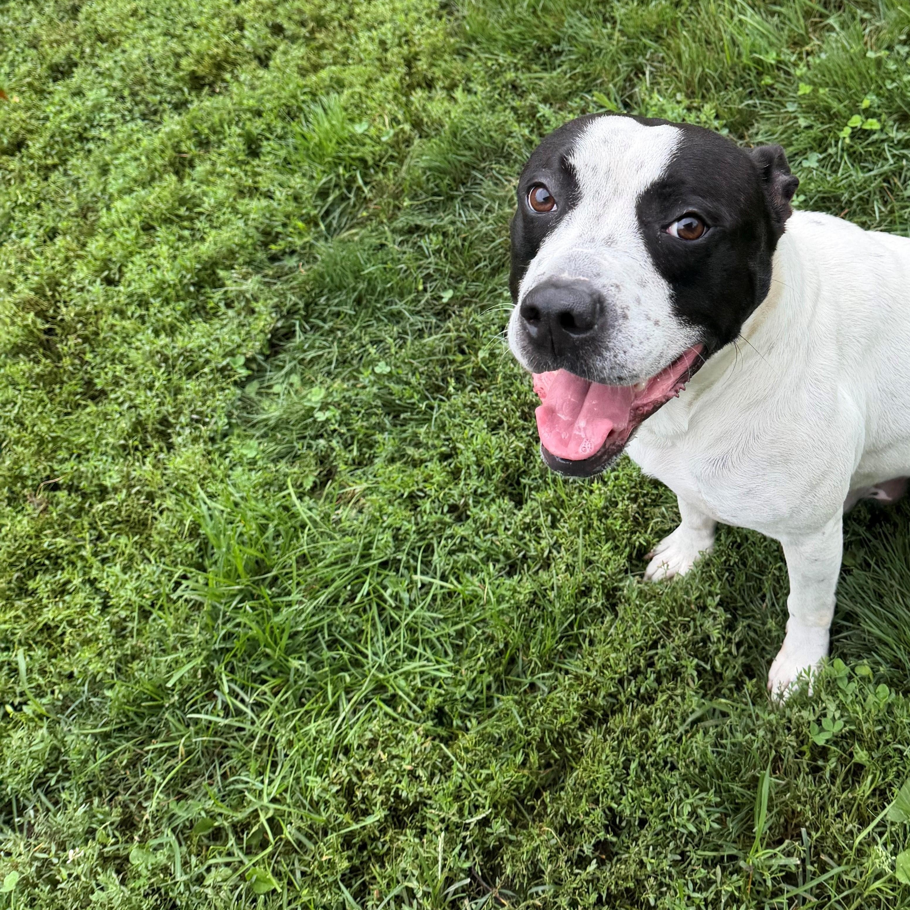 Enlarge Bone, a ADOPTABLE Pit Bull Terrier in Vienna, OH image 2/2
