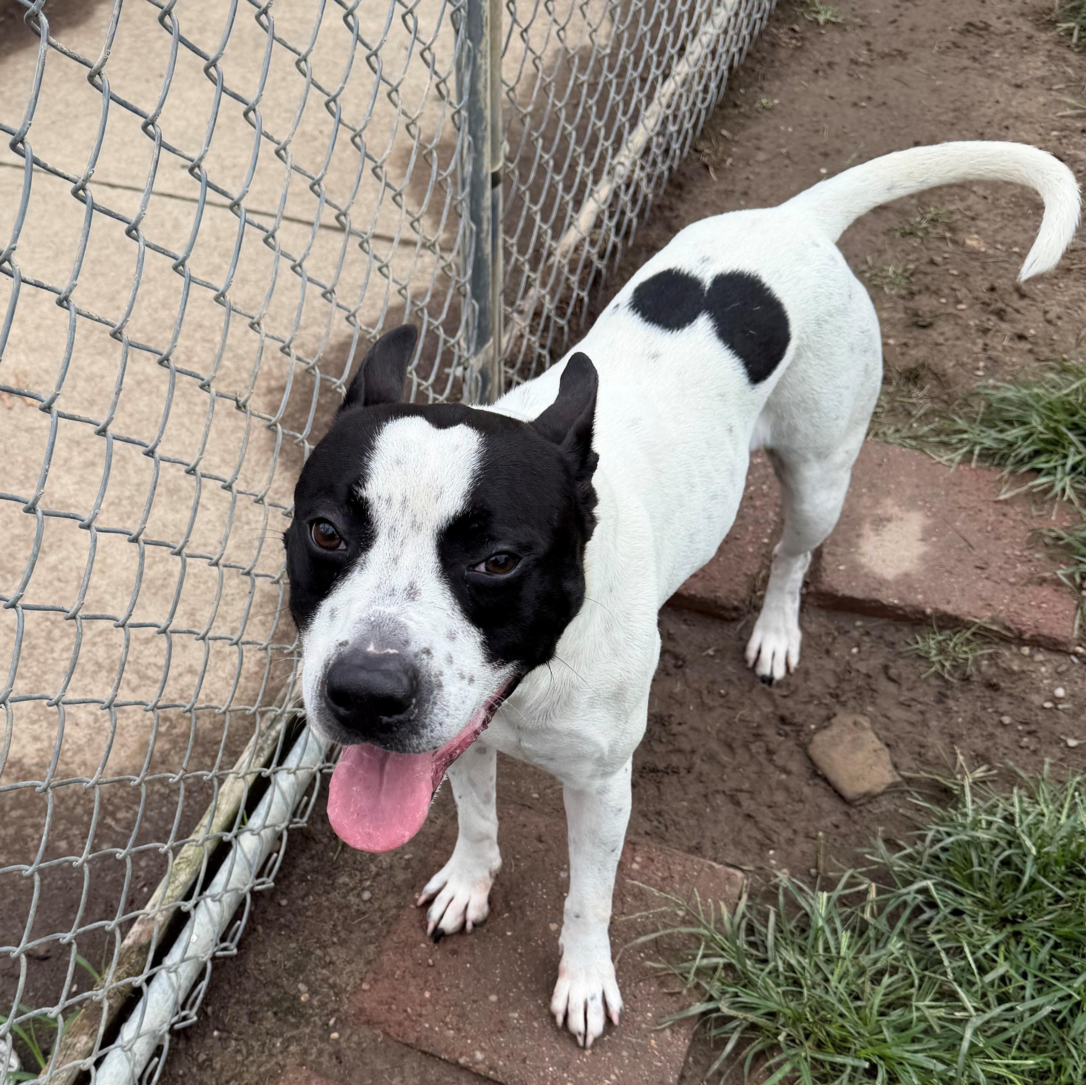 Enlarge Bone, a ADOPTABLE Pit Bull Terrier in Vienna, OH image 1/2