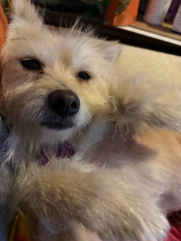 Sweetie Pie photo