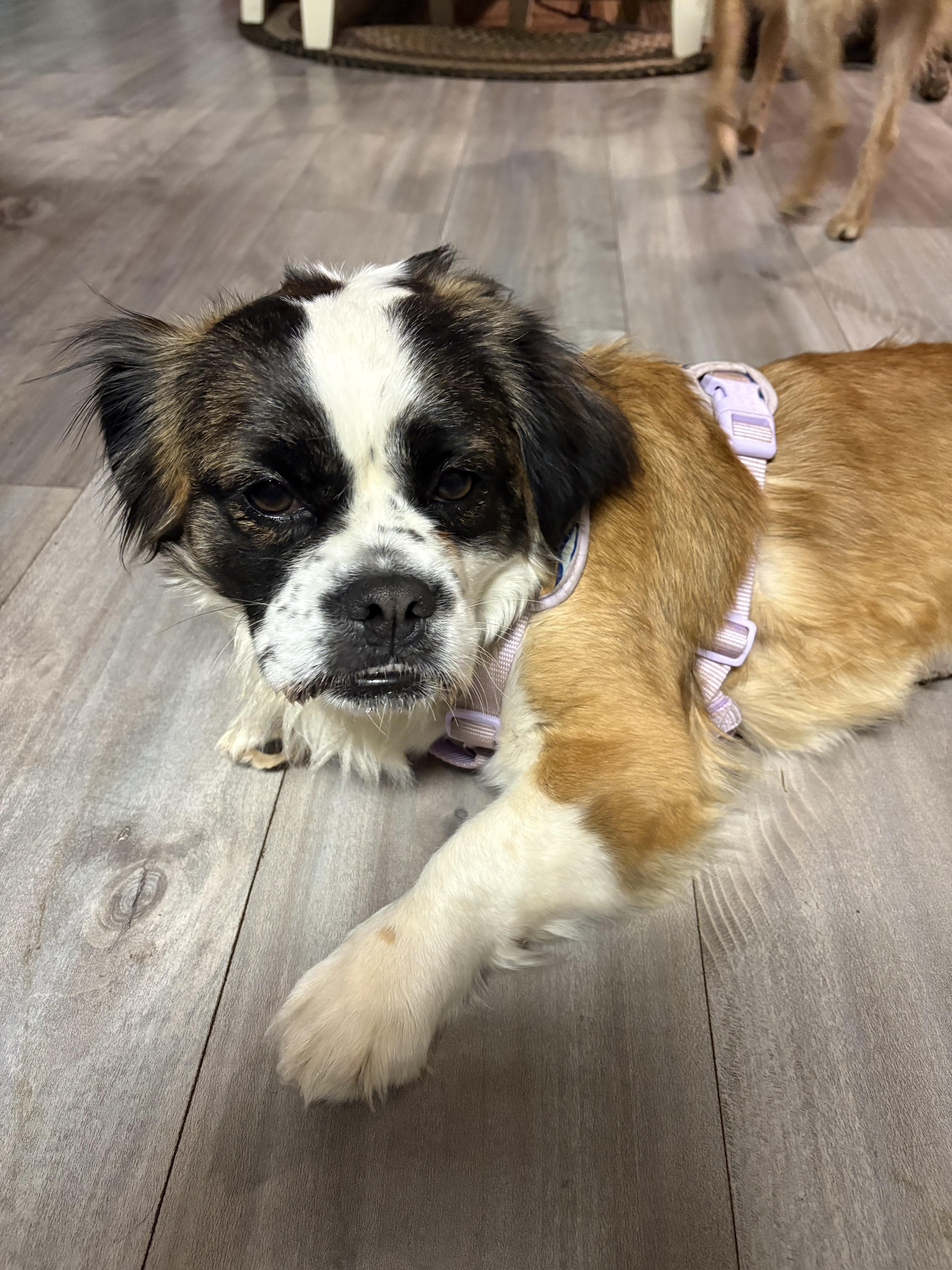 Enlarge Bellrina, a ADOPTABLE mixed breed in valley springs, CA image 4/4