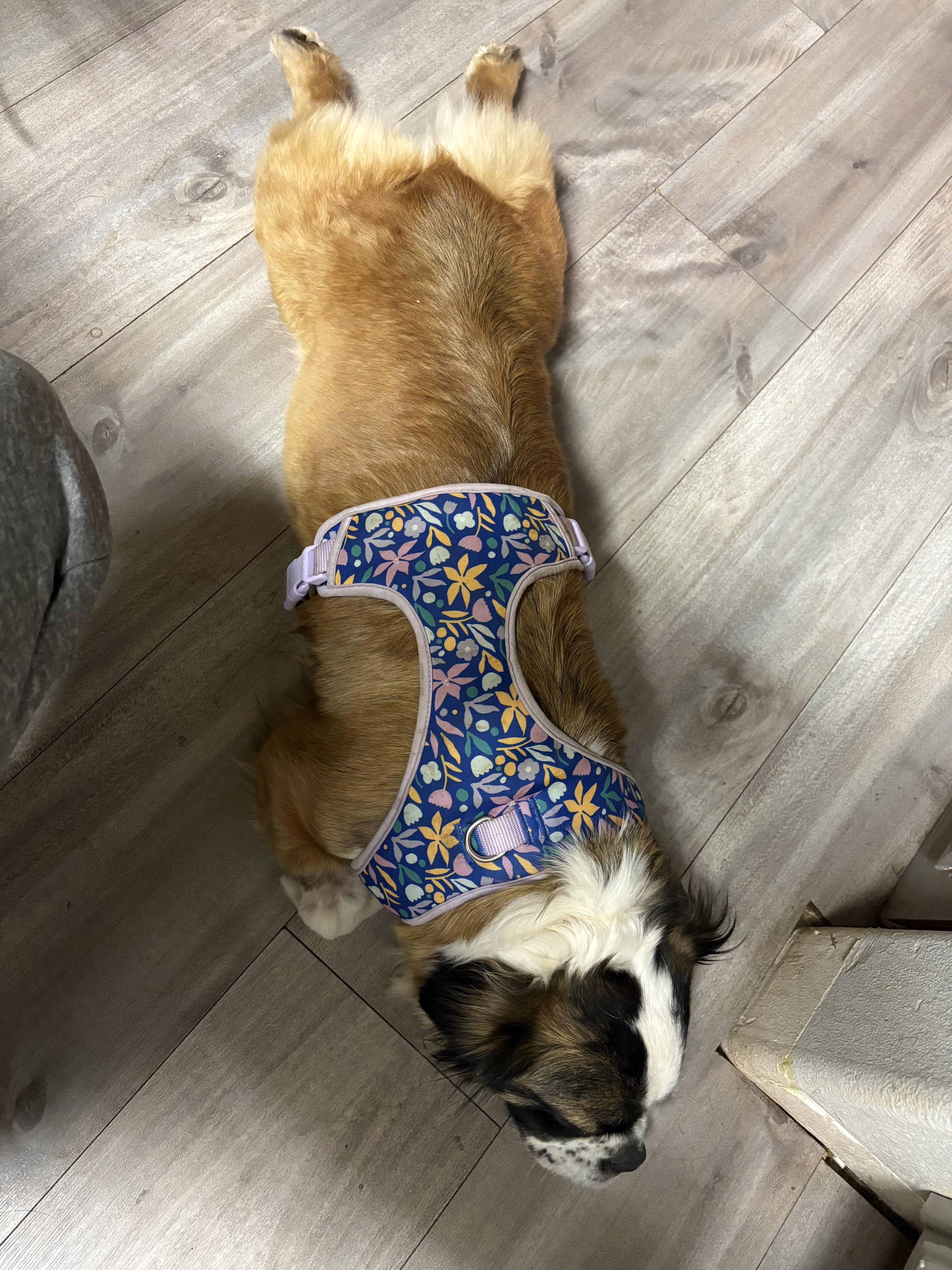 Enlarge Bellrina, a ADOPTABLE mixed breed in valley springs, CA image 3/4