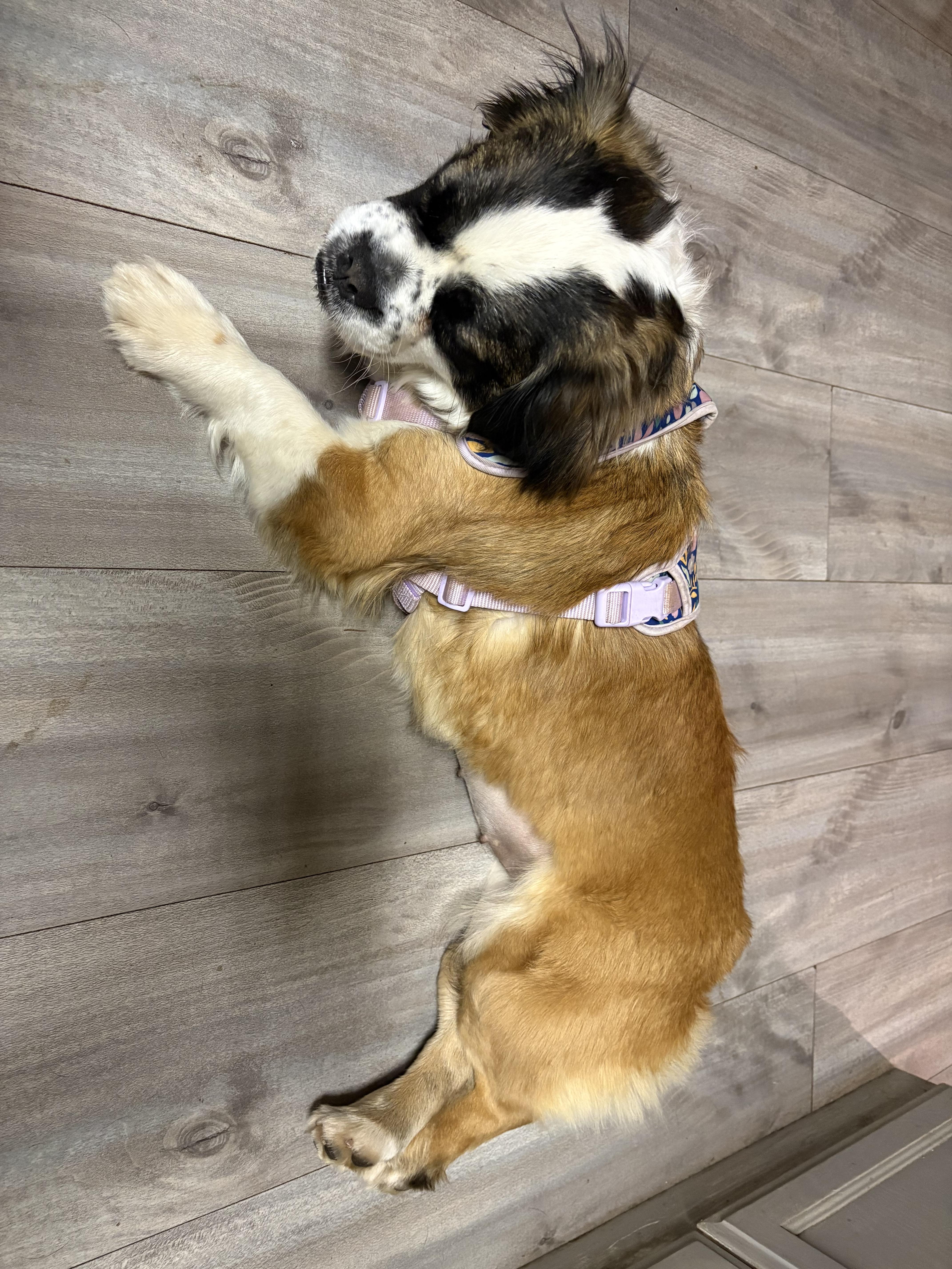 Enlarge Bellrina, a ADOPTABLE mixed breed in valley springs, CA image 2/4