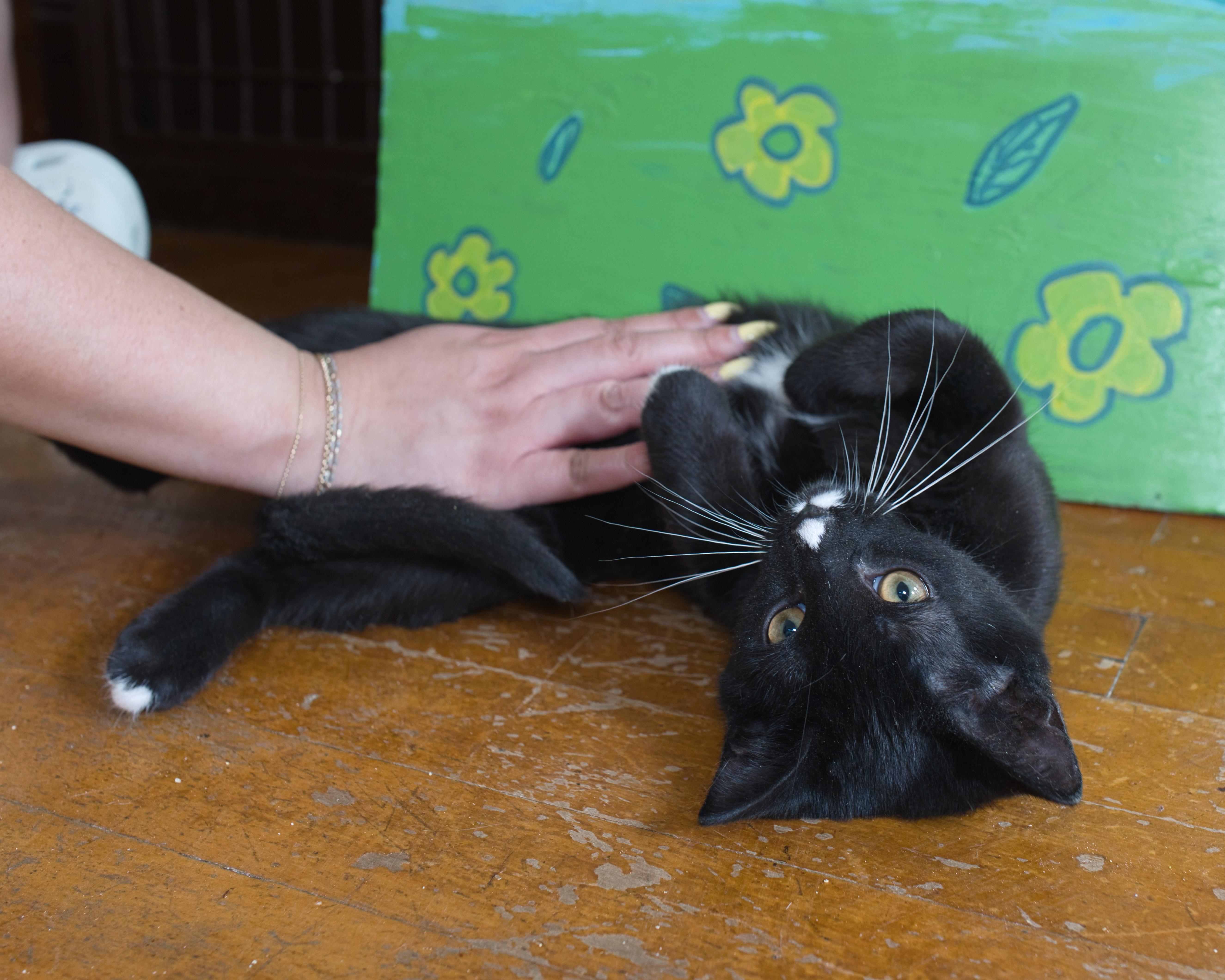 Sweet Roll, an adopted Domestic Short Hair in Milwaukee, WI image 2/5