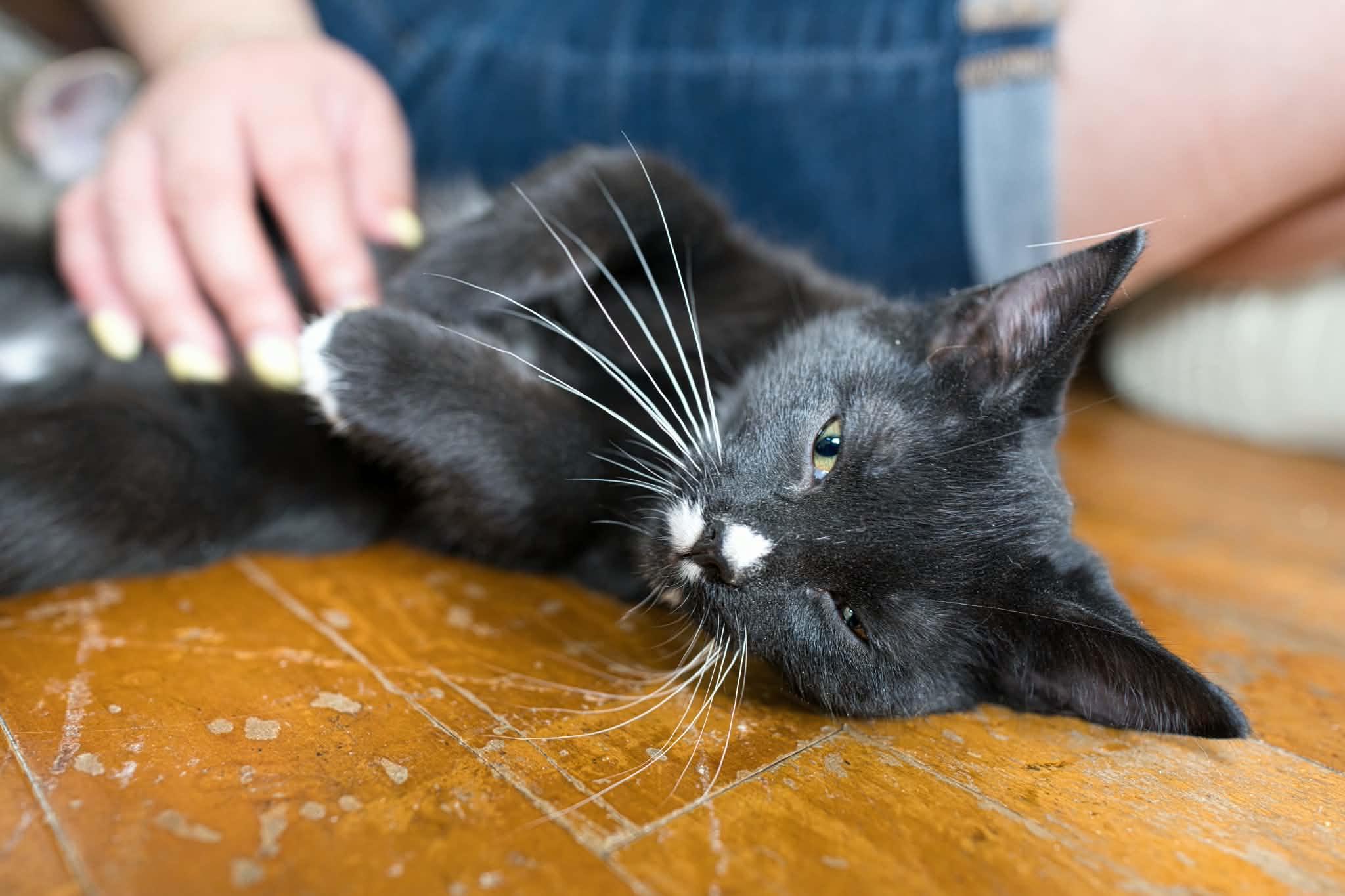 Sweet Roll, an adopted Domestic Short Hair in Milwaukee, WI image 5/5
