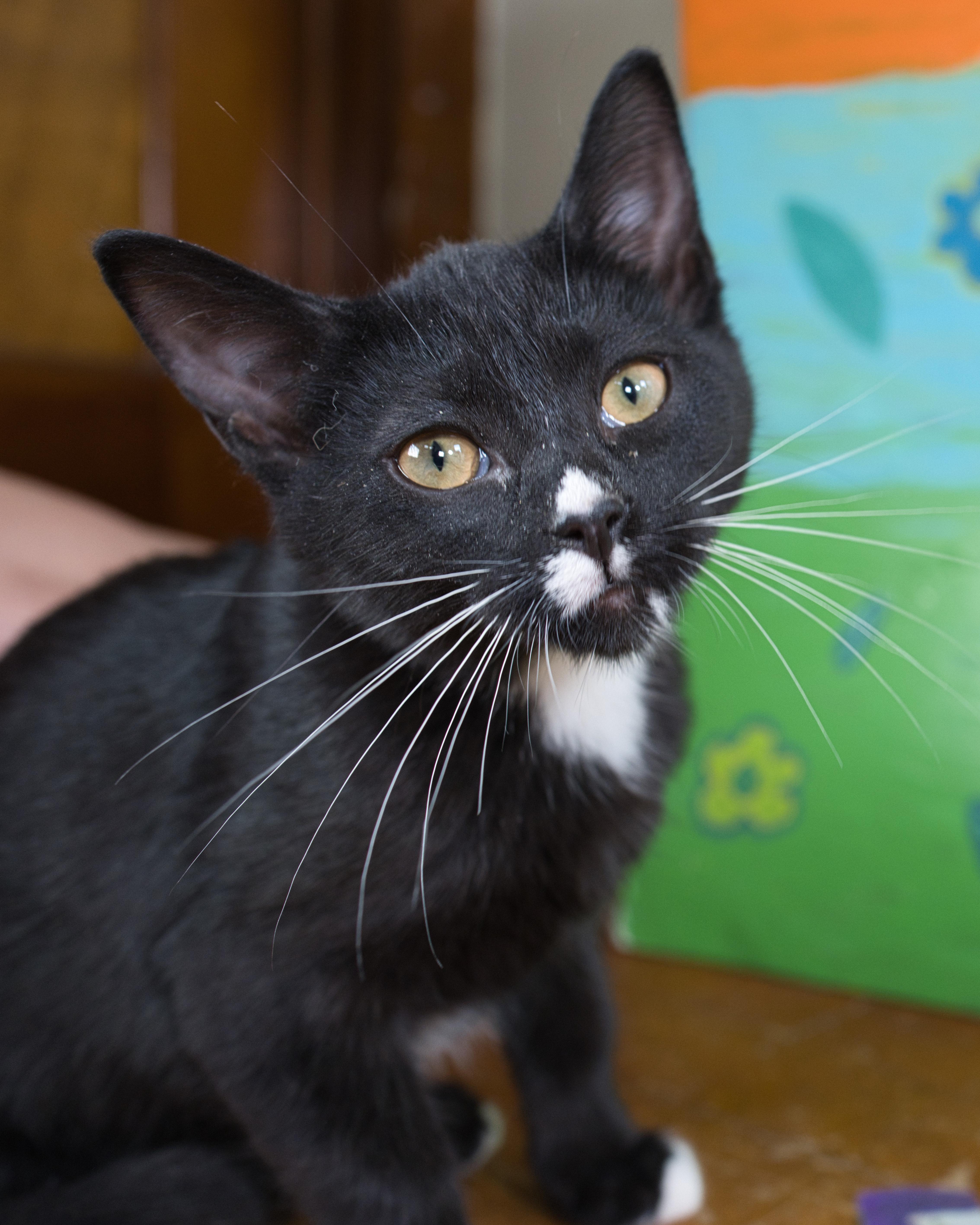 Sweet Roll, adopted, Kitten Female Domestic Short Hair.