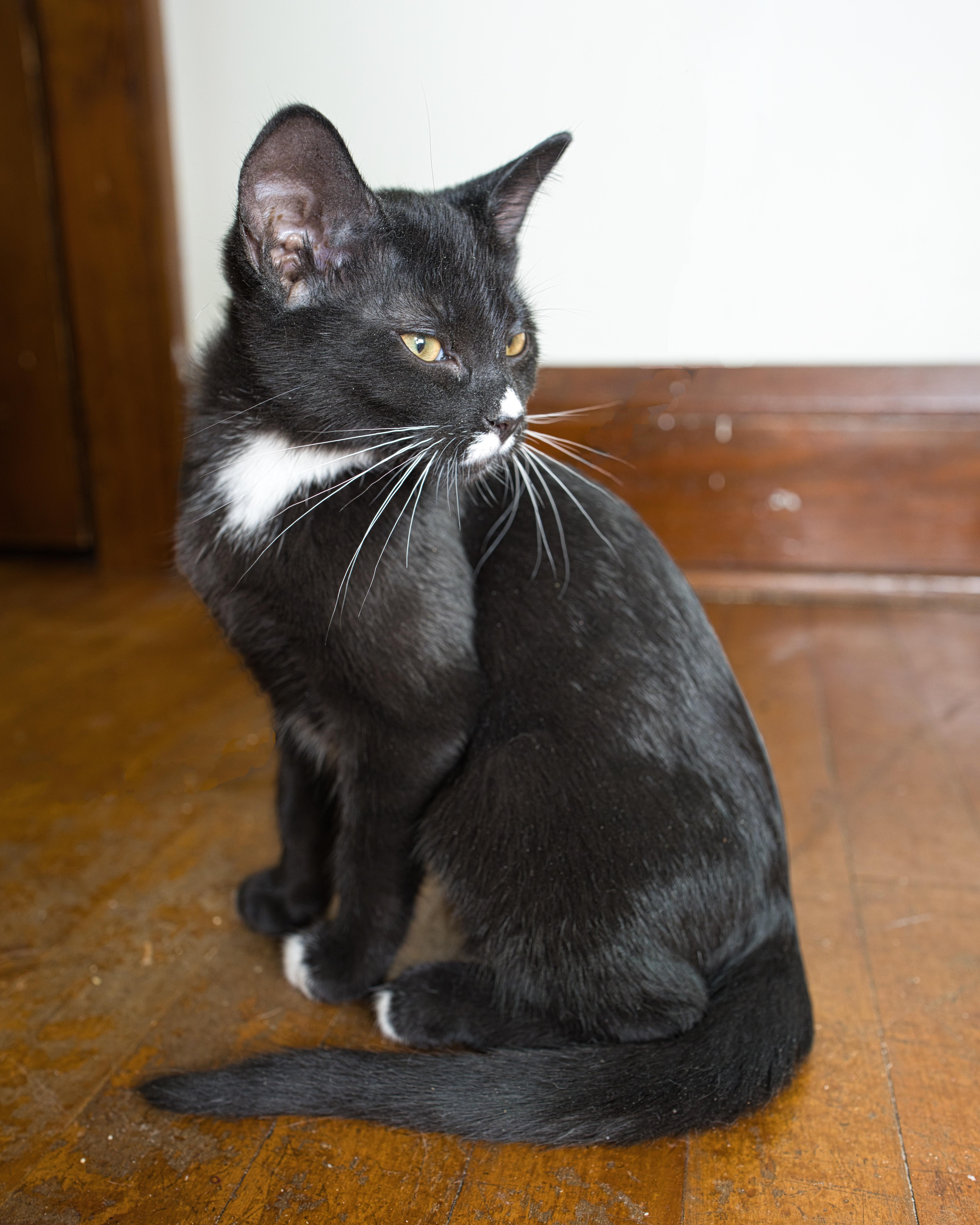 Sweet Roll, an adopted Domestic Short Hair in Milwaukee, WI image 3/5