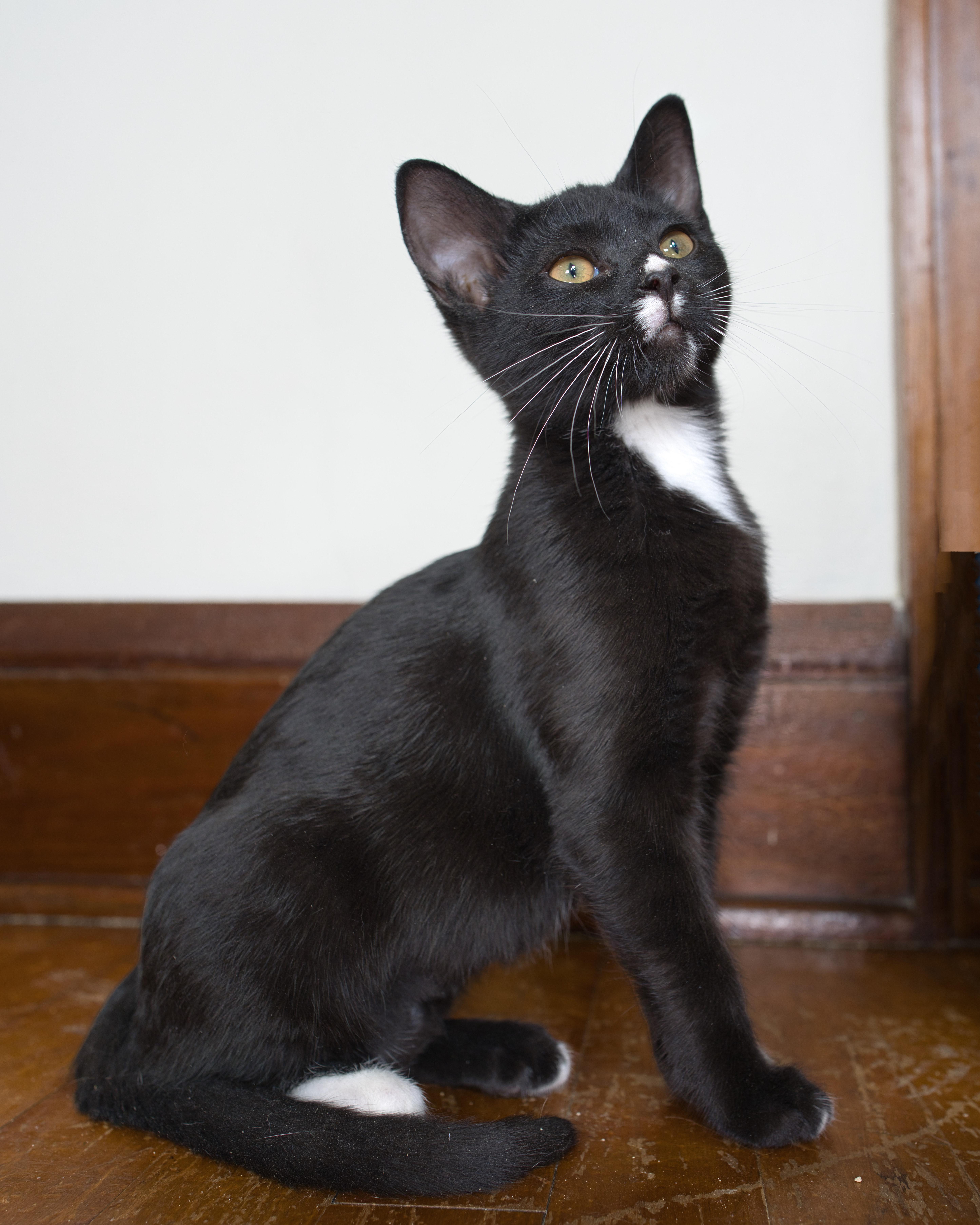 Sweet Roll, an adopted Domestic Short Hair in Milwaukee, WI image 4/5