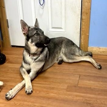Stratus, a ADOPTABLE German Shepherd Dog in Turners Falls, MA image 2/2
