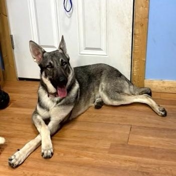 Stratus, ADOPTABLE, Adult Male German Shepherd Dog.