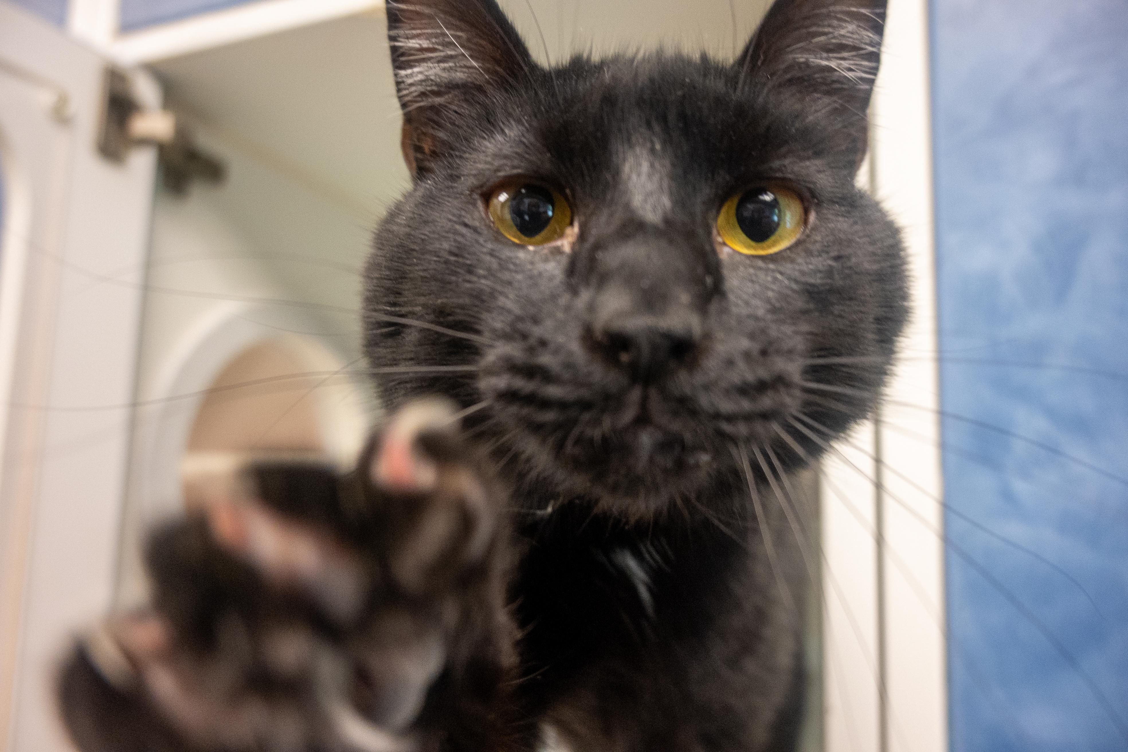 Enlarge Little, a ADOPTABLE Domestic Short Hair in Bellingham, WA image 3/3