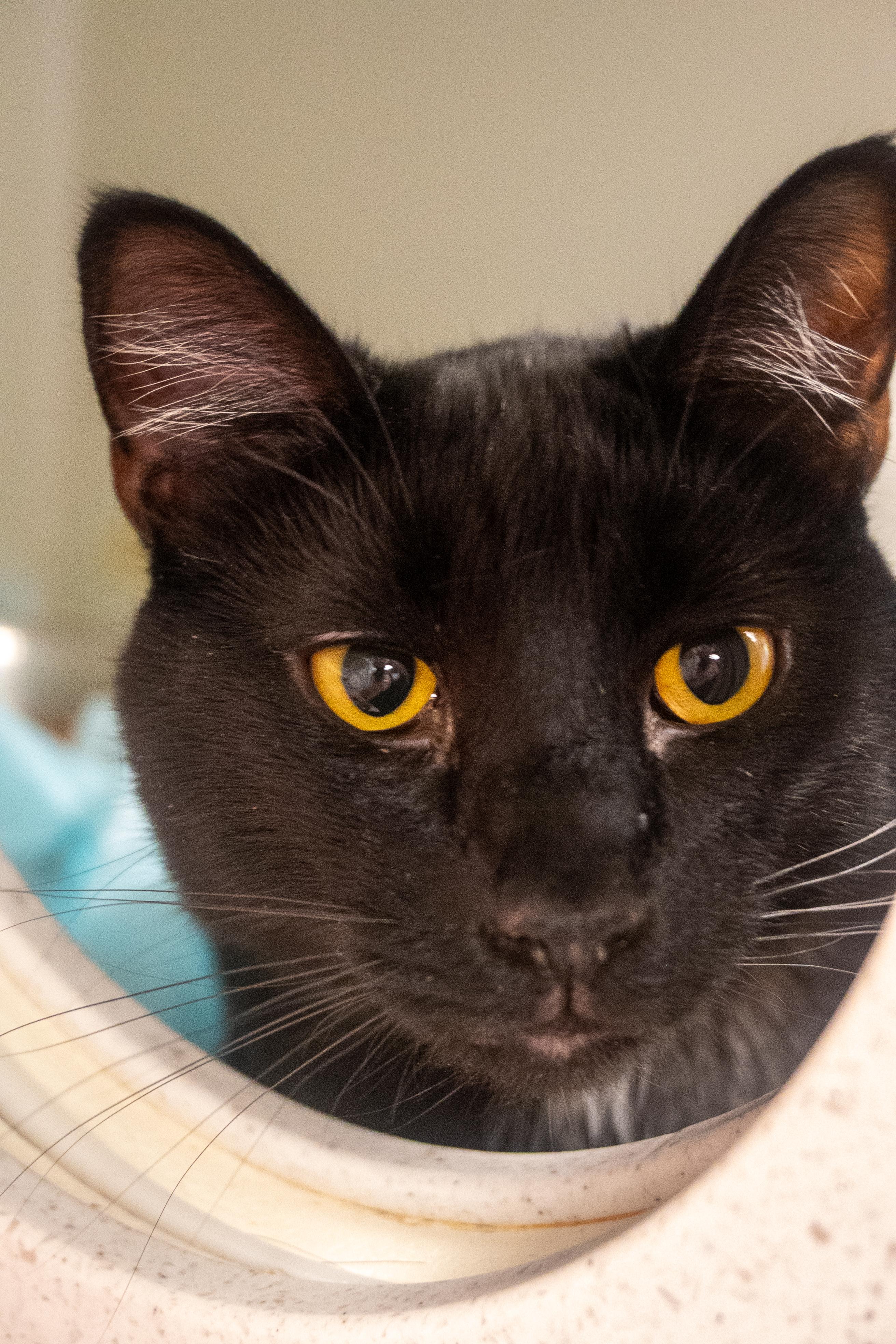 Enlarge Little, a ADOPTABLE Domestic Short Hair in Bellingham, WA image 2/3