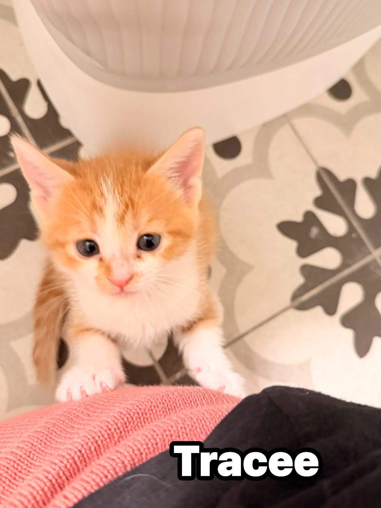 Enlarge Tracee, an adopted mixed breed in Las Vegas, NV image 1/2