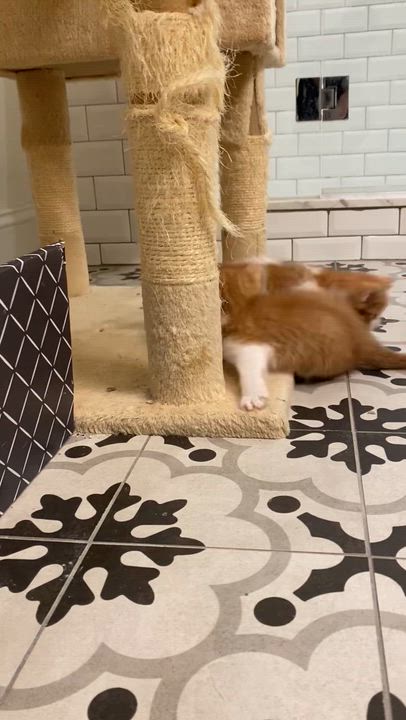 Enlarge Tracee, an adopted mixed breed in Las Vegas, NV video 2/2