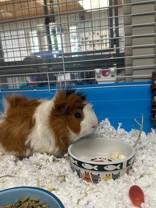 Gus Gus & Woody, ADOPTABLE, Adult Male Guinea Pig.