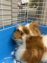 Enlarge Gus Gus & Woody, a ADOPTABLE Guinea Pig in Manitowoc, WI image 2/2