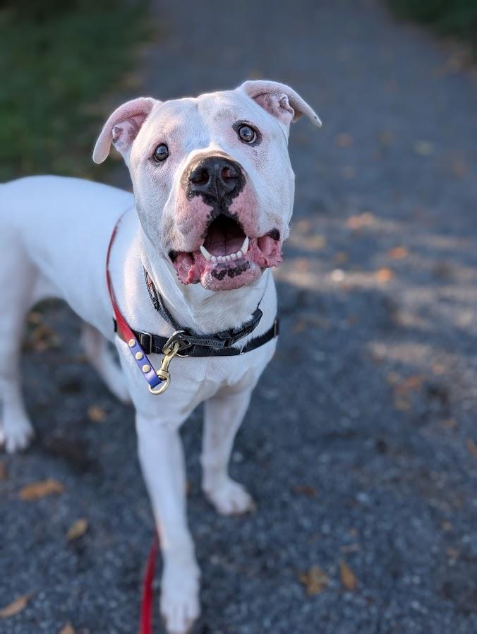 Rufus, an adoptable Dogo Argentino, American Bully in Coquitlam, BC, V3C 3T5 | Photo Image 4
