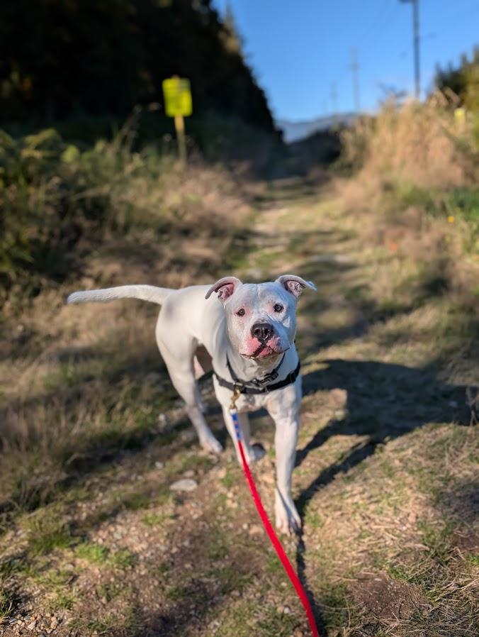 Rufus, a Adoptable mixed breed in Coquitlam, BC image 5/5