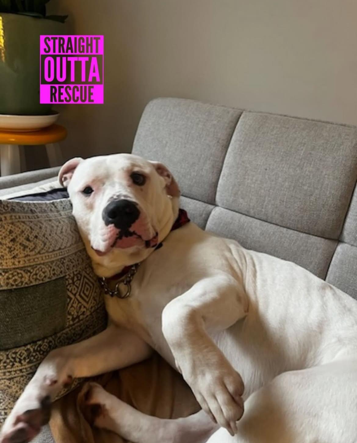 Rufus, adoptable, Adult Male Dogo Argentino & American Bully.