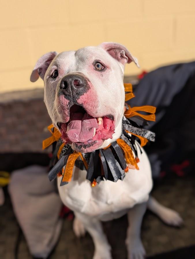 Rufus, an adoptable Dogo Argentino, American Bully in Coquitlam, BC, V3C 3T5 | Photo Image 1