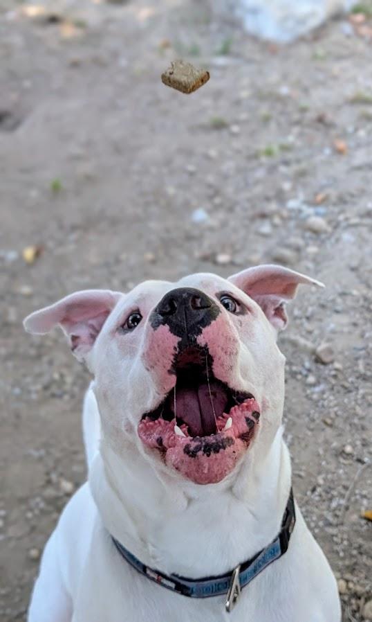 Rufus, an adoptable Dogo Argentino, American Bully in Coquitlam, BC, V3C 3T5 | Photo Image 3