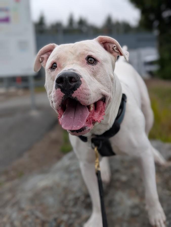 Rufus, a Adoptable mixed breed in Coquitlam, BC image 3/5