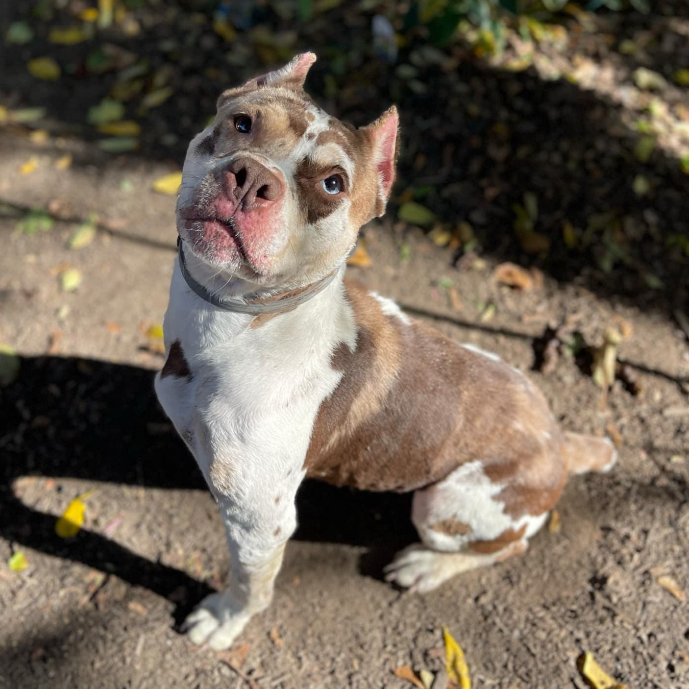 Nebby, Adopted, Adult Female American Bully.