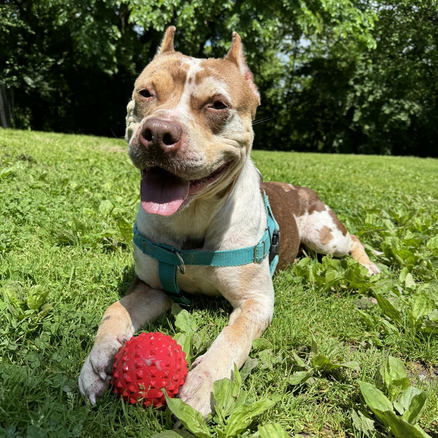 Nebby, Adopted, Adult Female American Bully.
