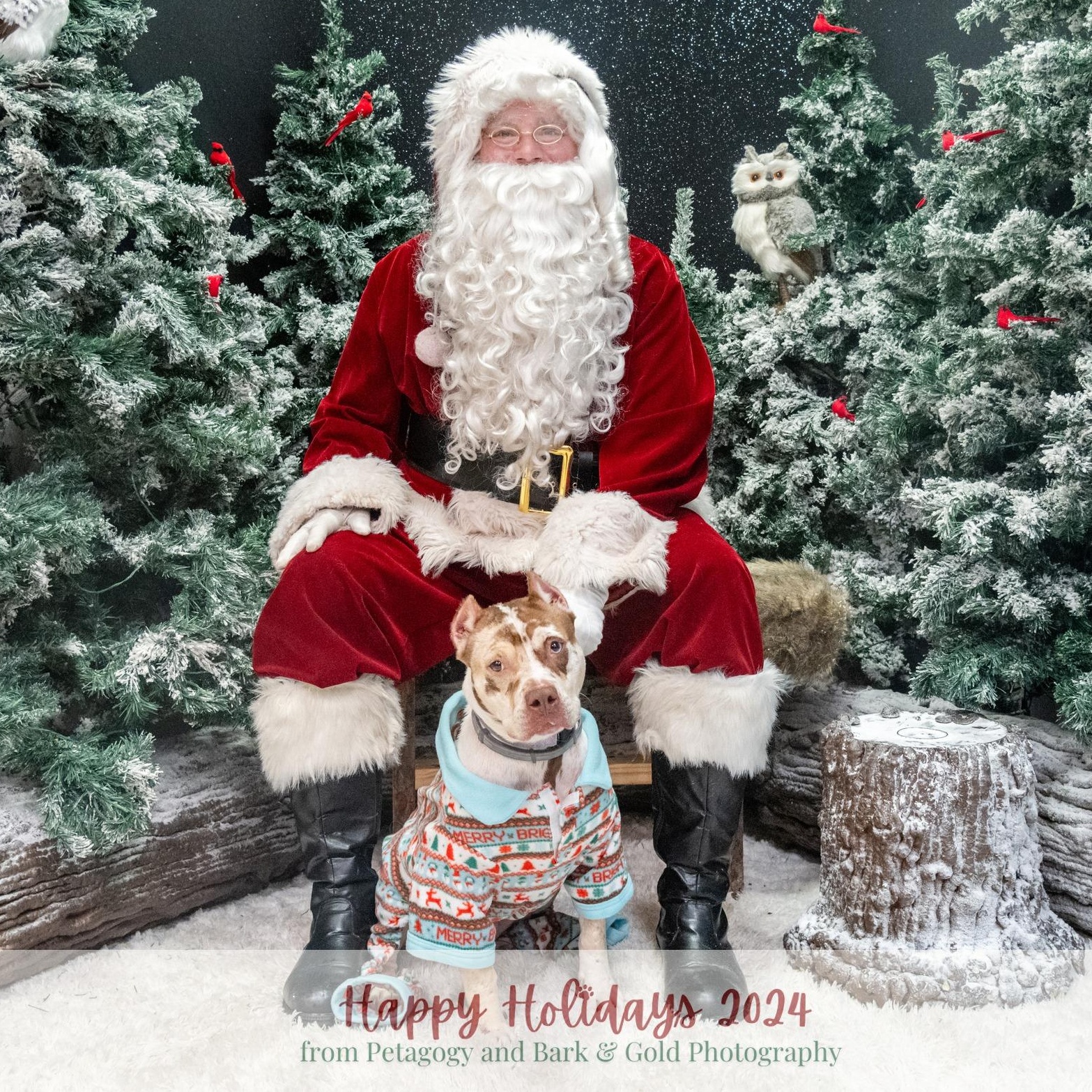 Enlarge Nebby, a Adopted mixed breed in Pittsburgh, PA image 2/6