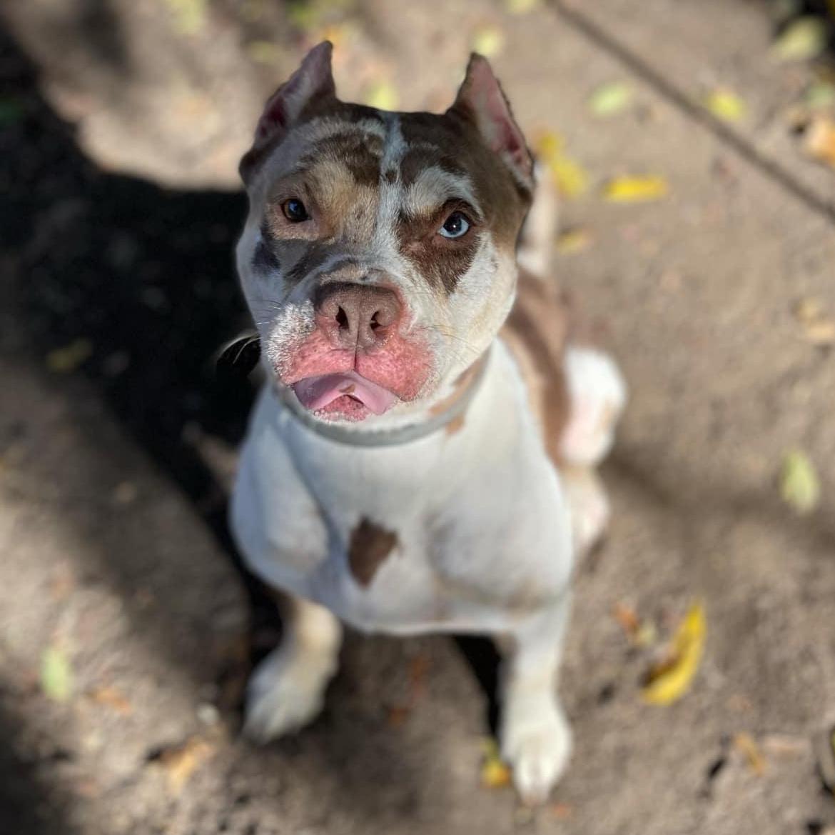 Enlarge Nebby, a Adopted mixed breed in Pittsburgh, PA image 4/6