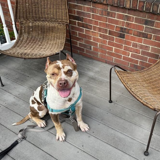 Enlarge Nebby, a Adopted mixed breed in Pittsburgh, PA image 6/6